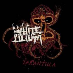 White Lilium : Tarantula
